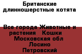 Британские длинношерстные котята - Все города Животные и растения » Кошки   . Московская обл.,Лосино-Петровский г.